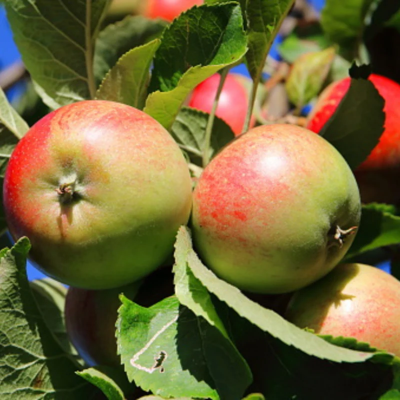 Bio-Obst Apfel & Birne, 2 Pflanzen