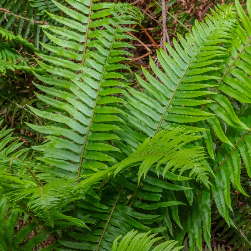 Westlicher Schwertfarn