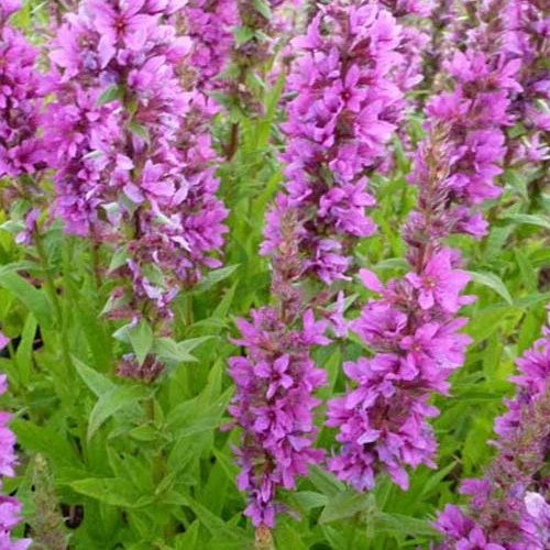Salicaria Zigeunerblut