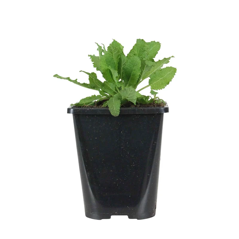 Steppensalbei 'Schneehügel'