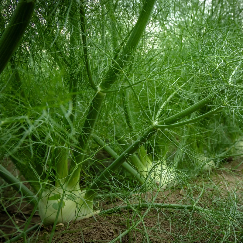 Gewöhnlicher Fenchel