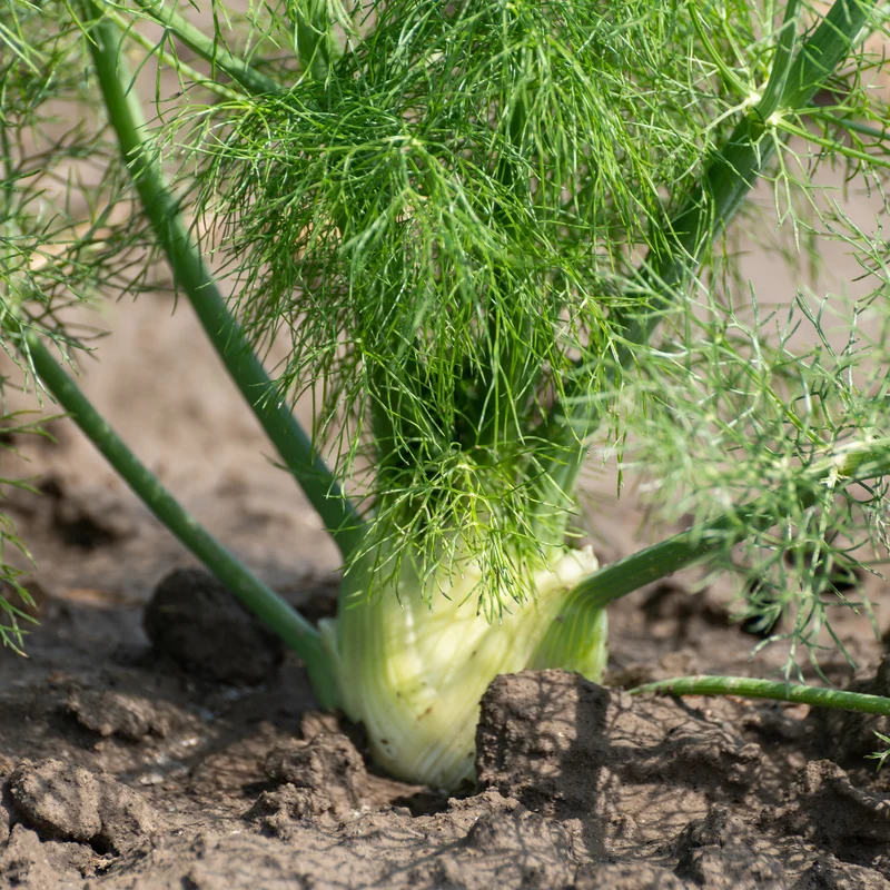 Gewöhnlicher Fenchel