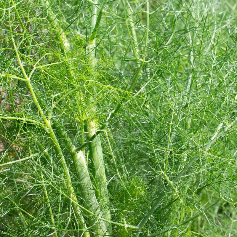 Gewöhnlicher Fenchel