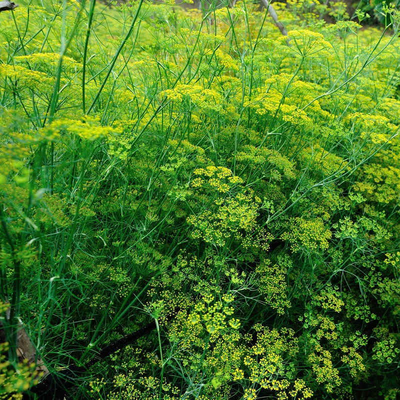 Gewöhnlicher Fenchel
