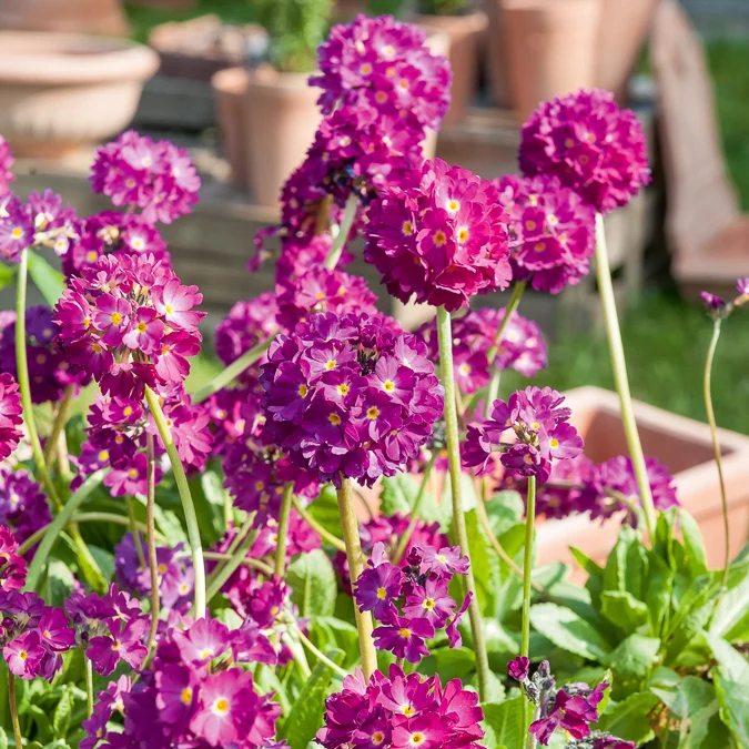 Gezackte Primel Rubin