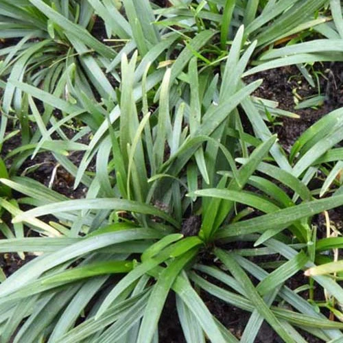 Ophiopogon japonicus