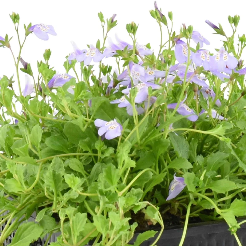 Teppich-Mazus
