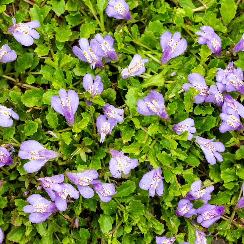 Teppich-Mazus