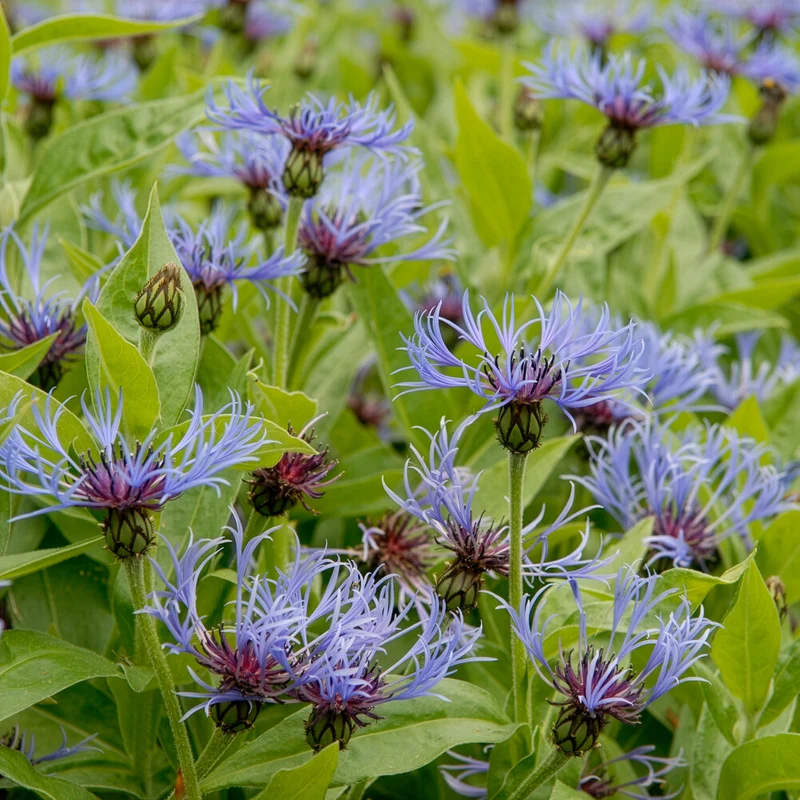 Blaue Bergflockenblume