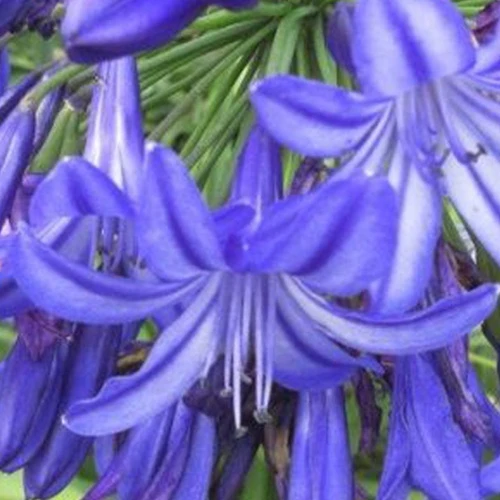 Agapanthus Northern Star