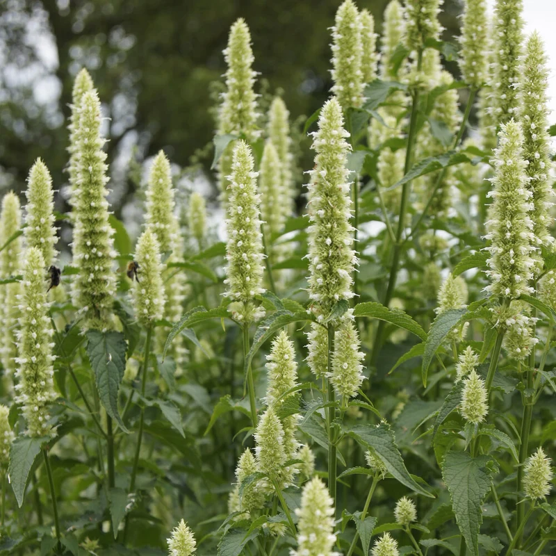 Duftnessel 'Alabaster'