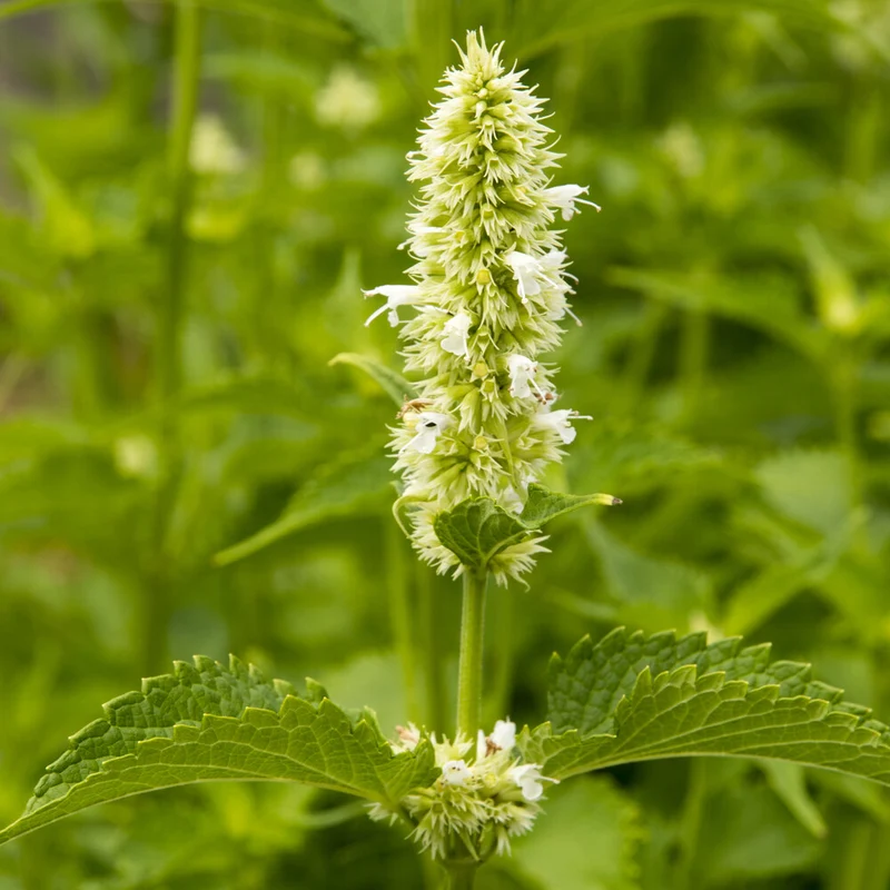 Duftnessel 'Alabaster'