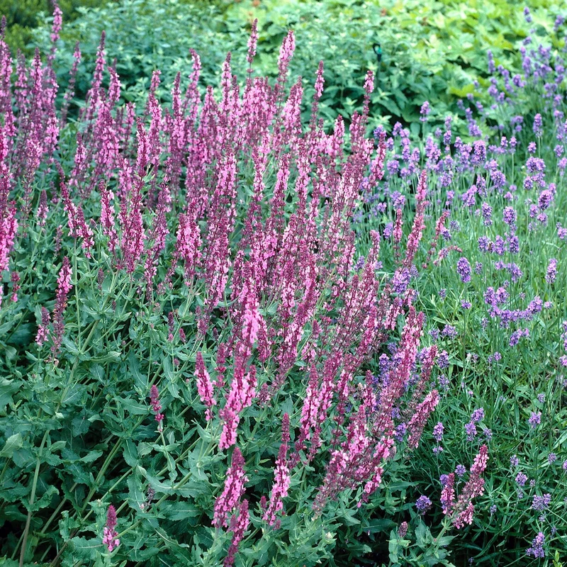 Wald-Salbei Rose Queen