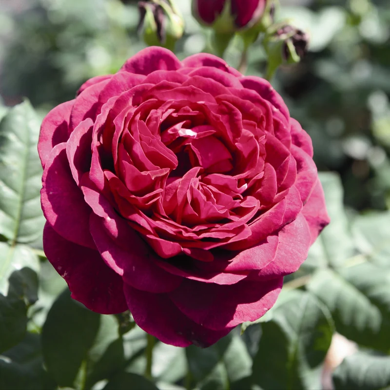 Rosenstrauch Astrid Gräfin von Hardenberg ®