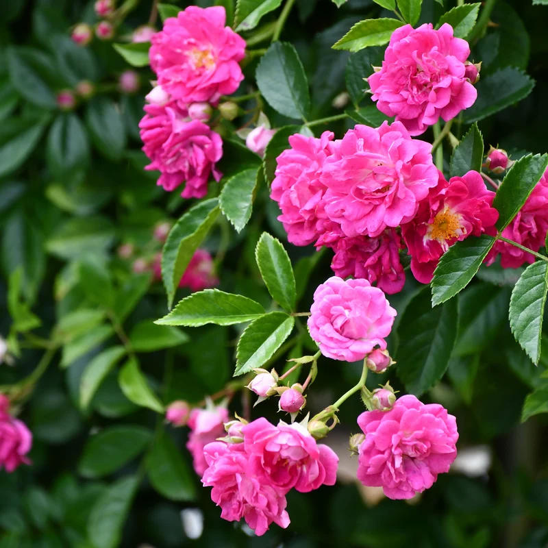 Rosenstrauch Astrid Gräfin von Hardenberg ®