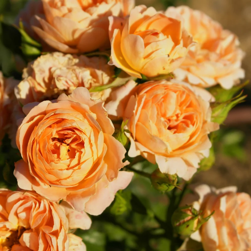 Rose Sweet Dream ®