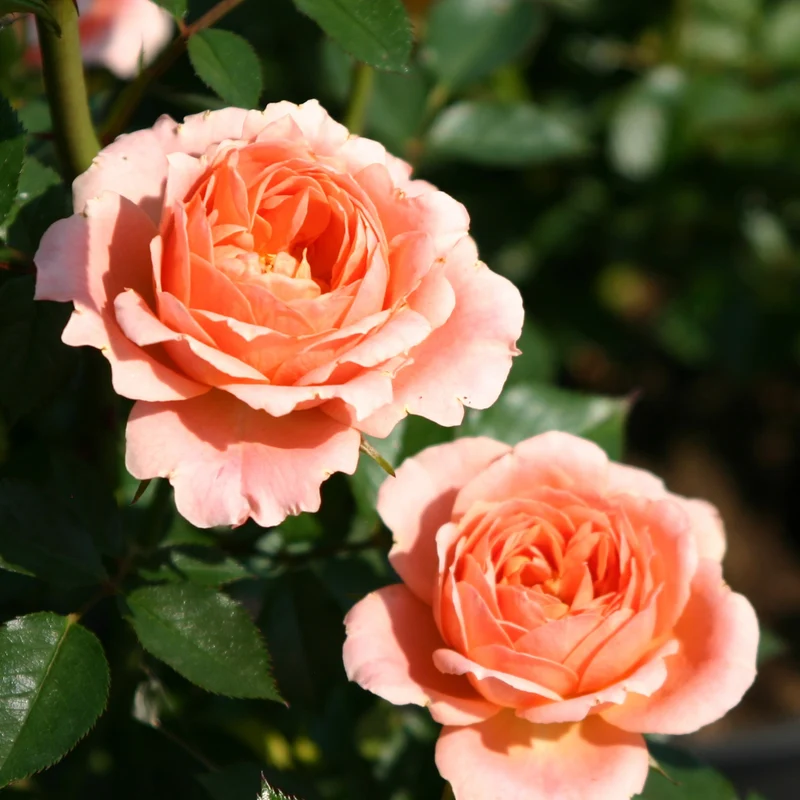 Rose Sweet Dream ®