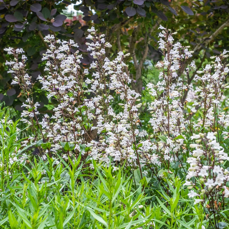 Bartfaden ‘Husker Red’