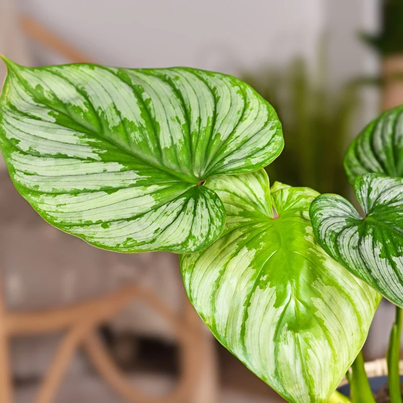 Baumfreund 'Mamei'