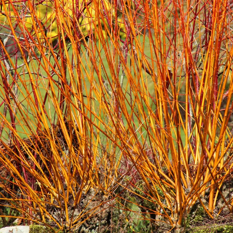 Roter Hartriegel 'Midwinter Fire'