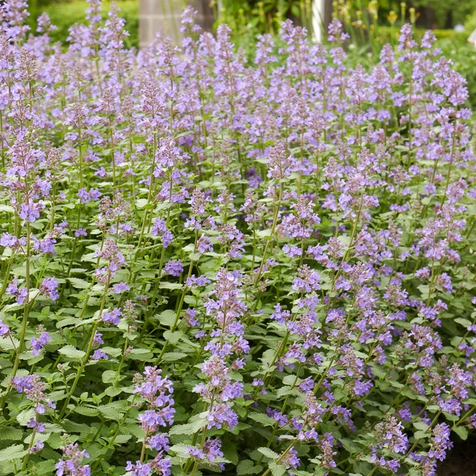Blaue Katzenminze 'Dropmore'