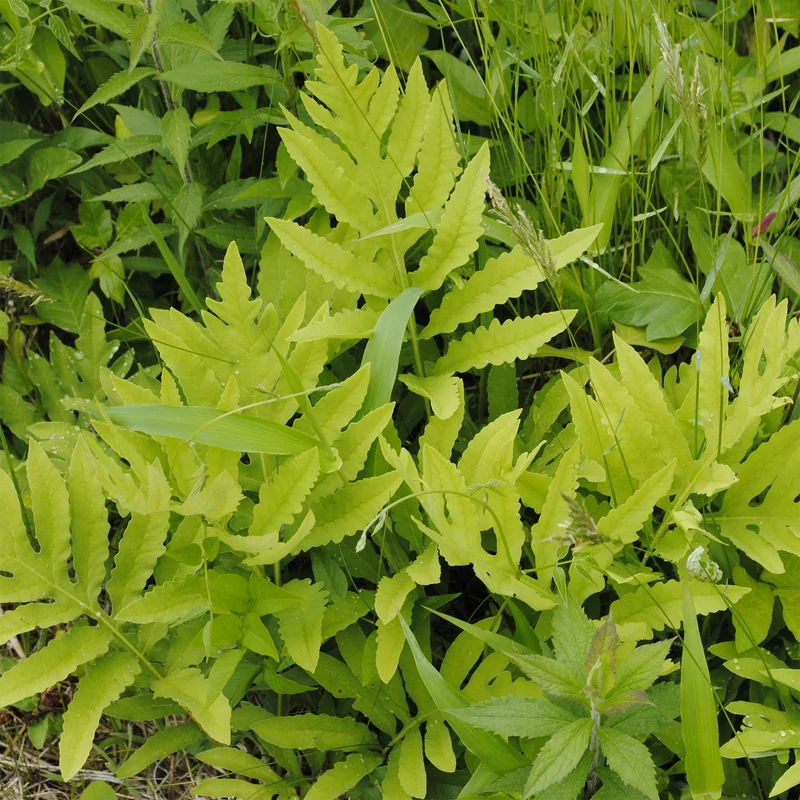 Perlfarn (Onoclea sensibilis)
