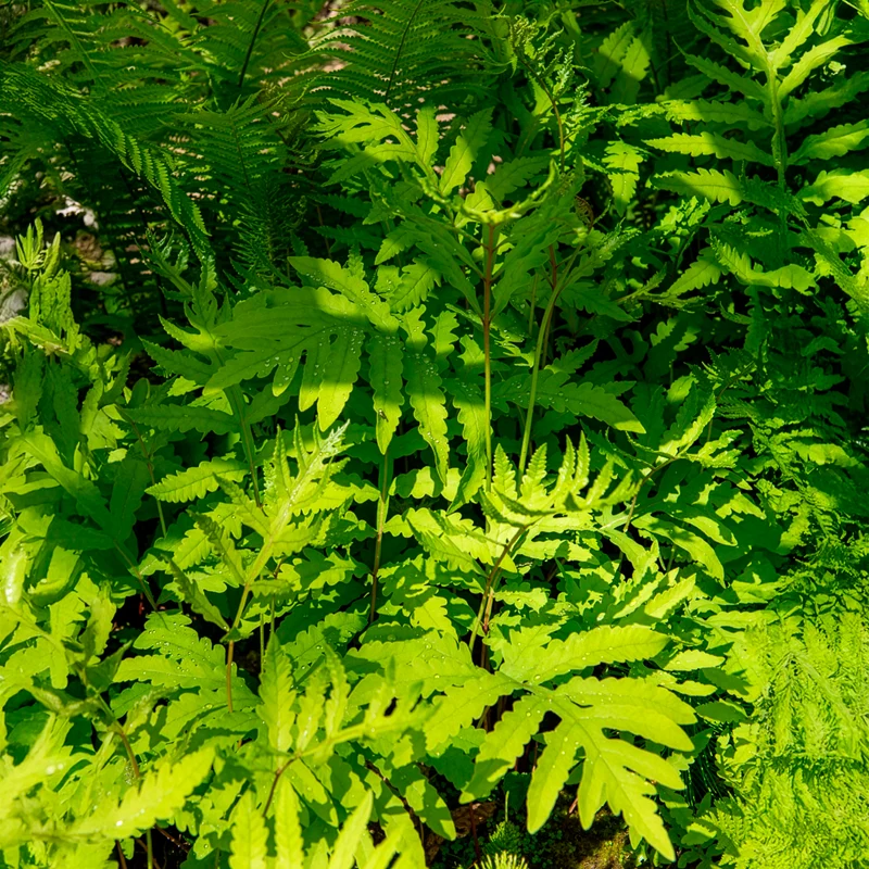 Perlfarn (Onoclea sensibilis)