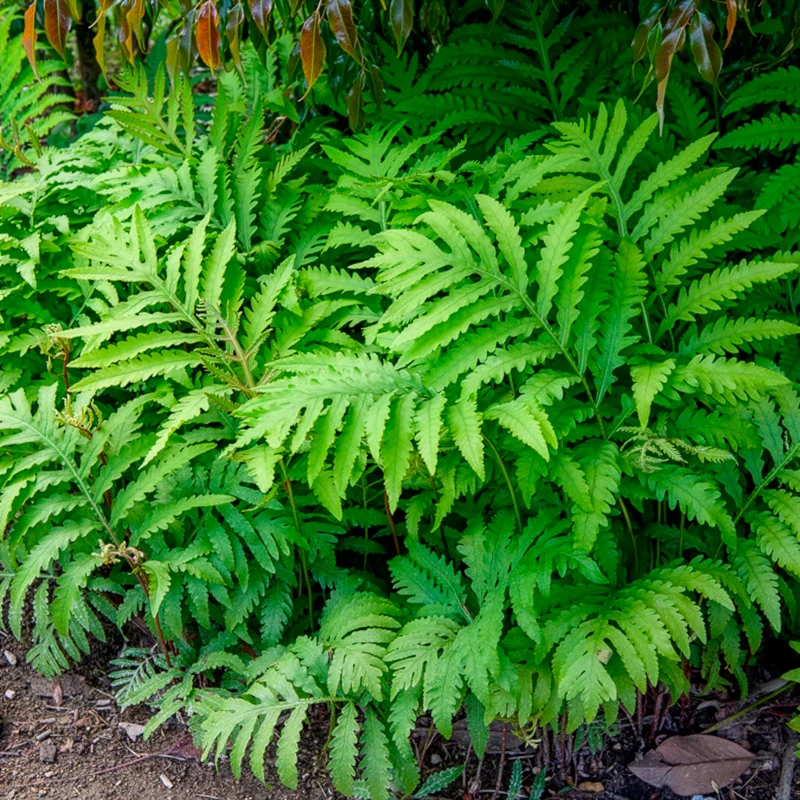 Perlfarn (Onoclea sensibilis)