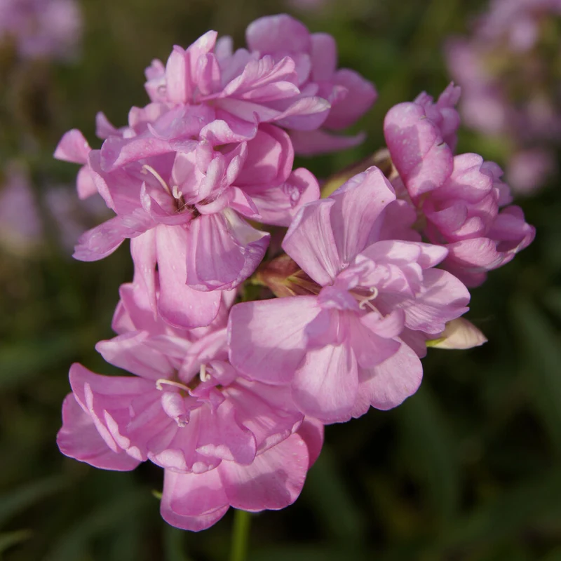 Seifenkraut rosa (gefüllt)