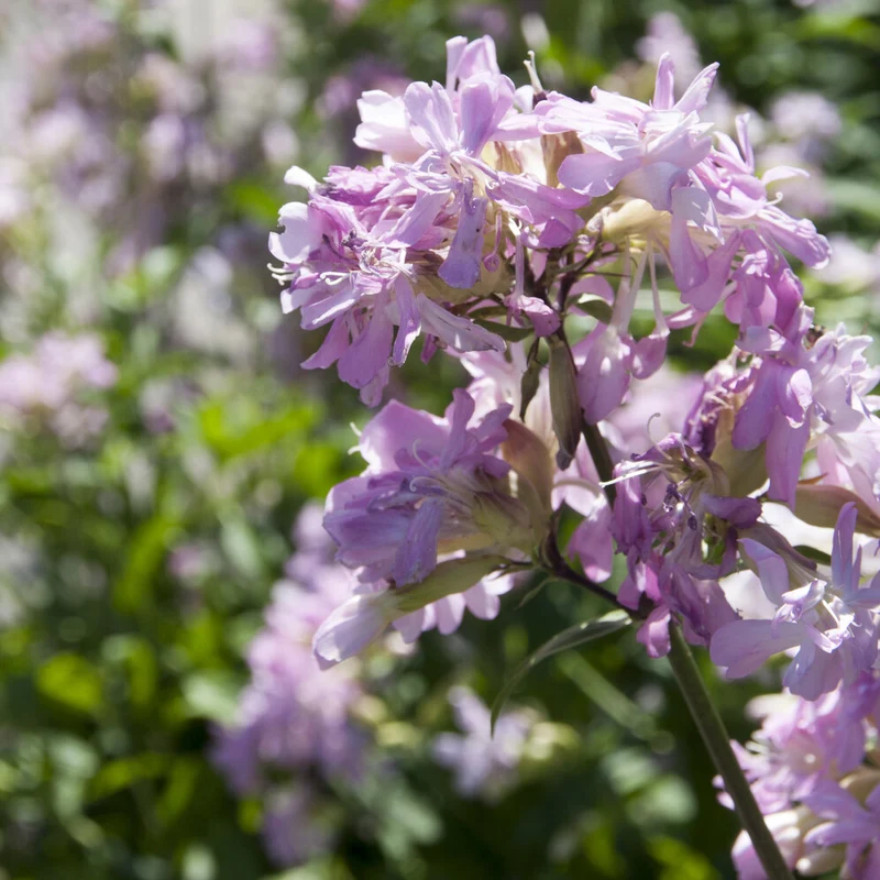 Seifenkraut rosa (gefüllt)