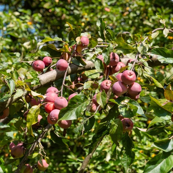 Zierapfel Liset