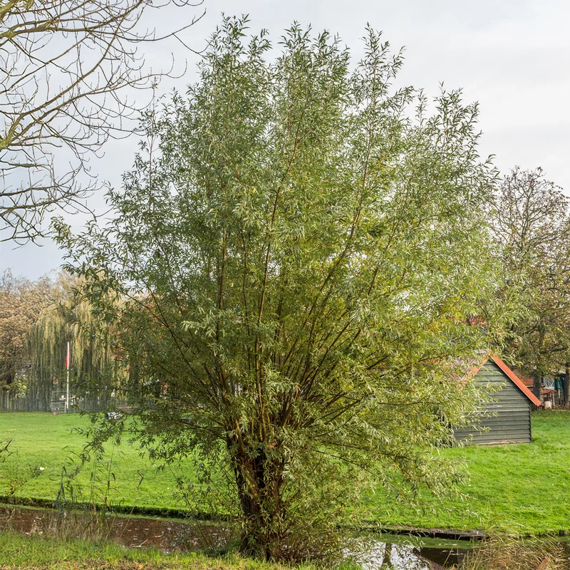 Silberweide