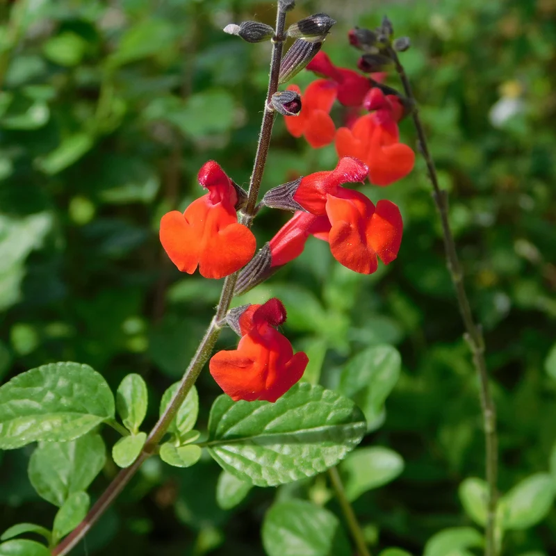 Pfirsichsalbei Royal Bumble