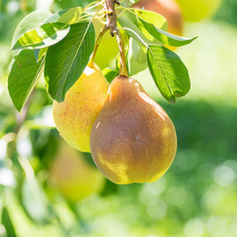 Bio Zwergbirne Zwergenstar® 'Delsanne'