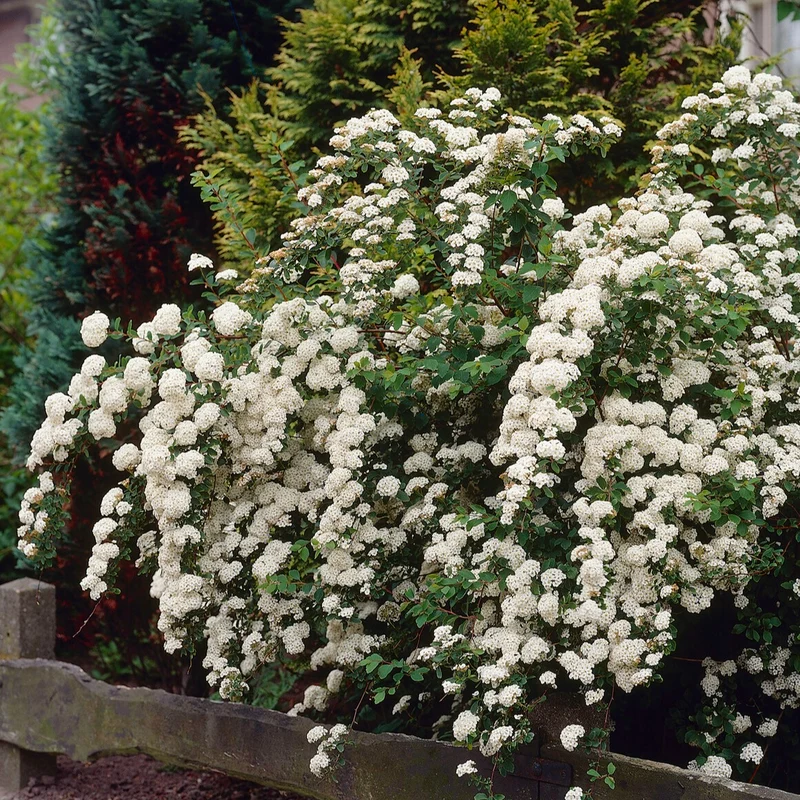 Nippon-Spierstrauch ‘Snowmound’