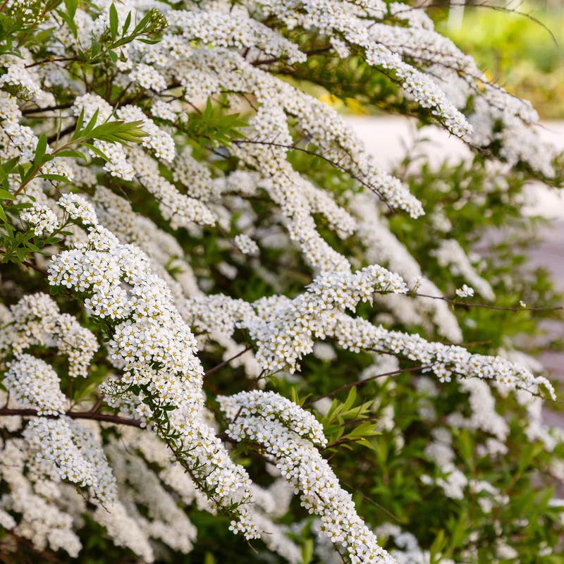Nippon-Spierstrauch ‘Snowmound’