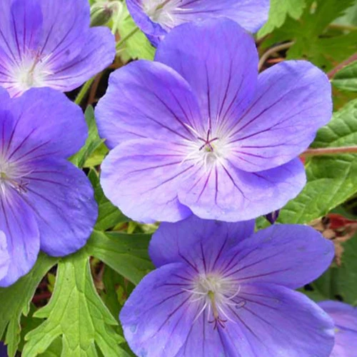 Staudengeranie Eureka Blue