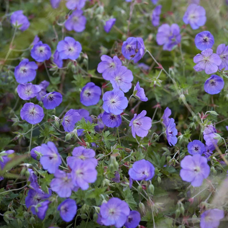Storchschnabel ‘Orion’