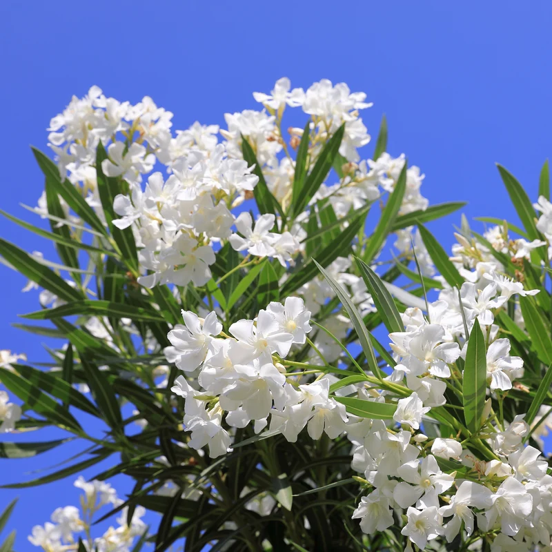 Oleander weiß