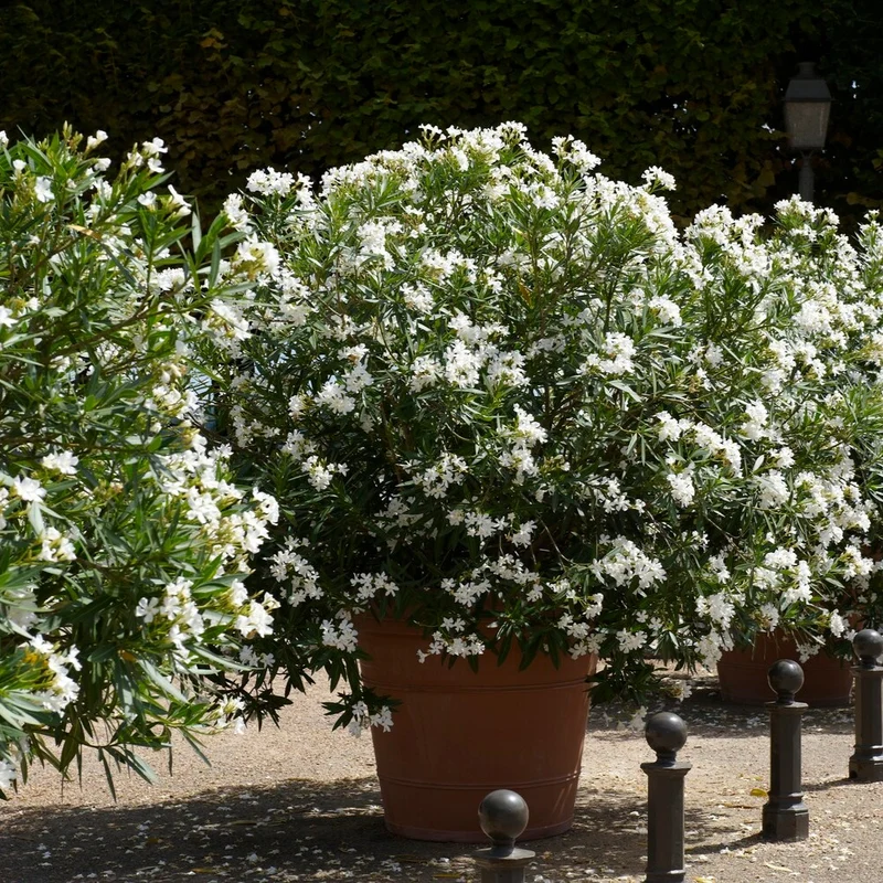 Oleander weiß