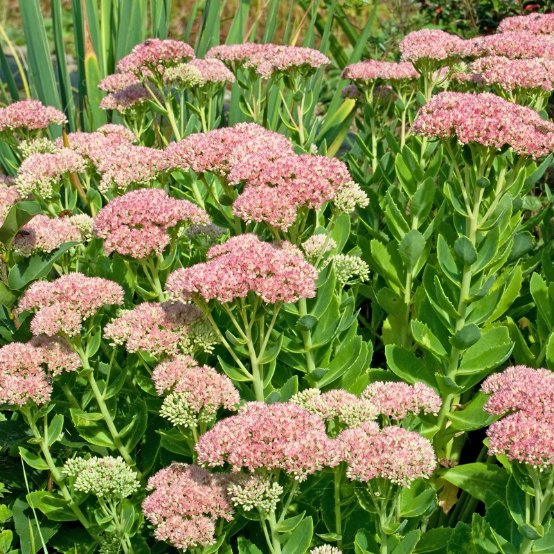 Hohe Fetthenne 'Carmen'
