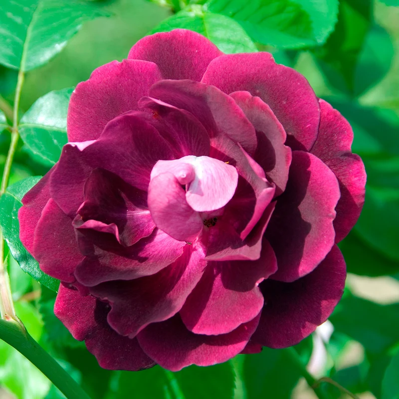Rosenstrauch Burgundy Ice ®