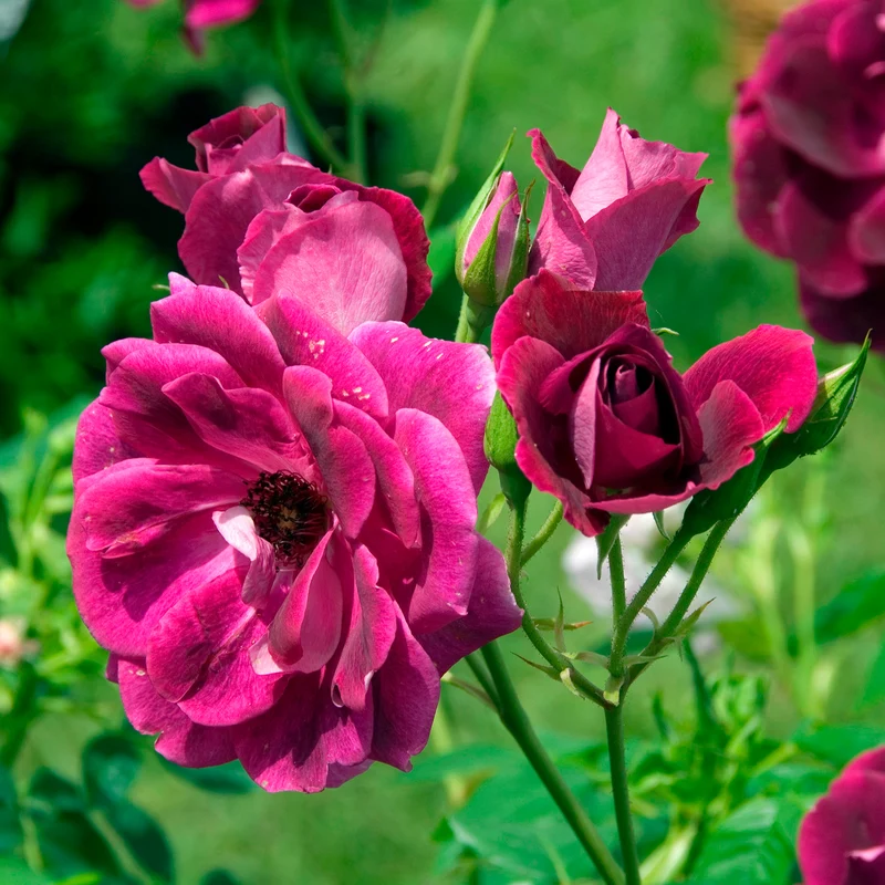 Rosenstrauch Burgundy Ice ®
