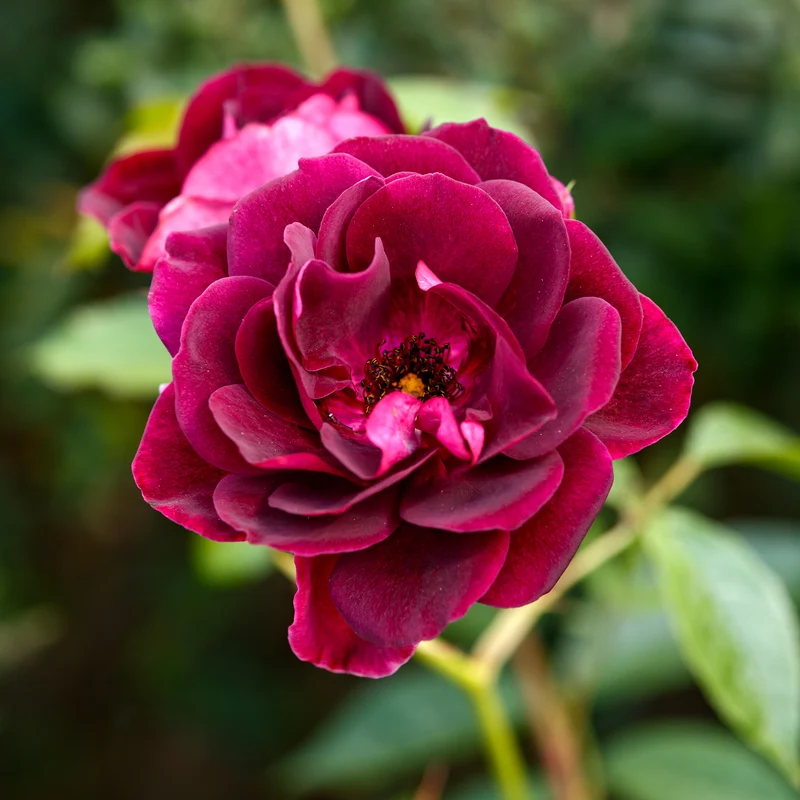 Rosenstrauch Burgundy Ice ®