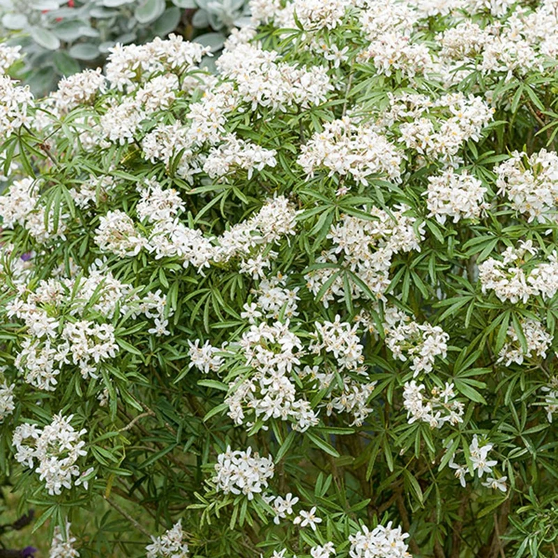 Orangenblume White Dazzler ®