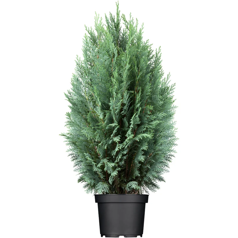 Blaue Scheinzypresse 'Columnaris Glauca'