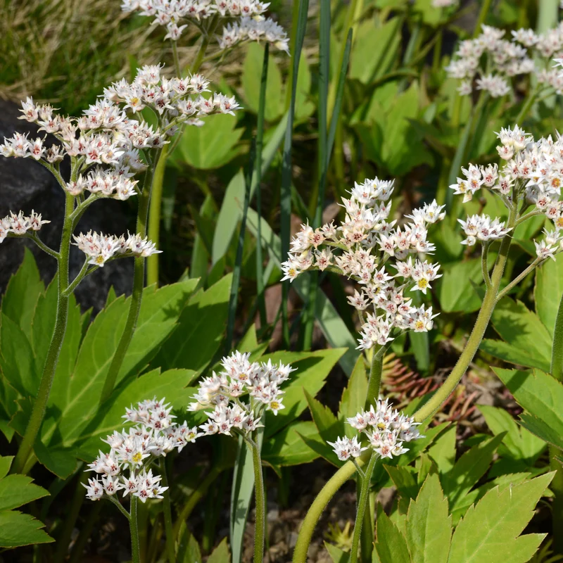 Mukdenie 'Karasuba'