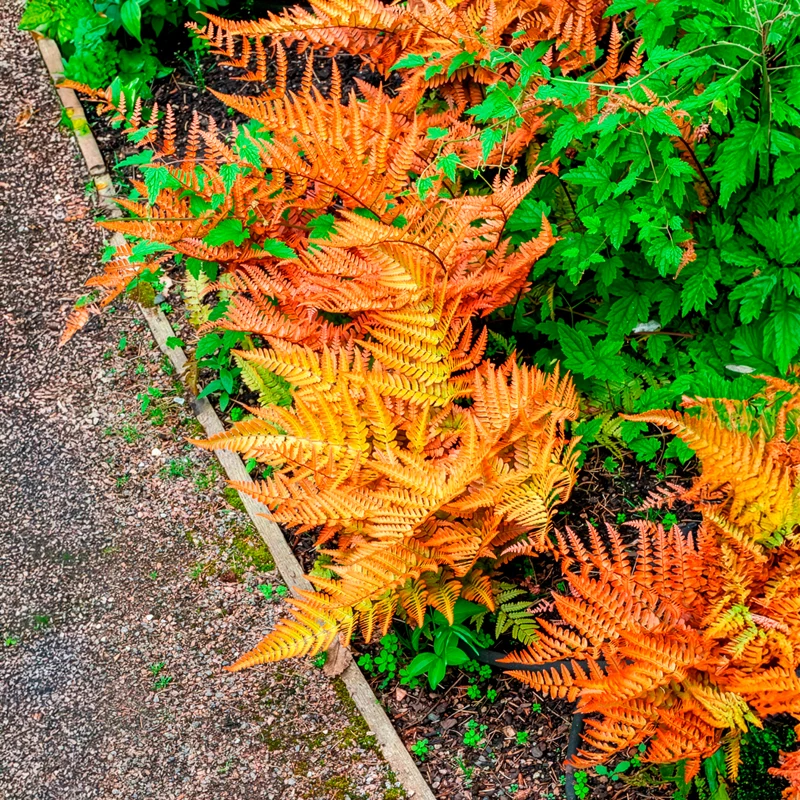 Roter Indusienfarn