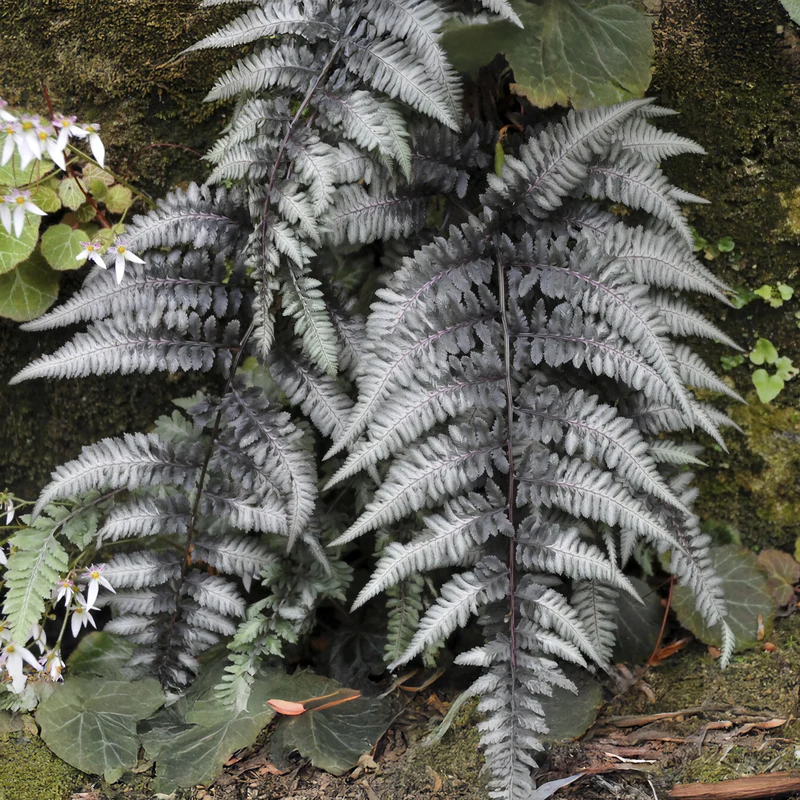 Gemalter Farn Pewter Lace