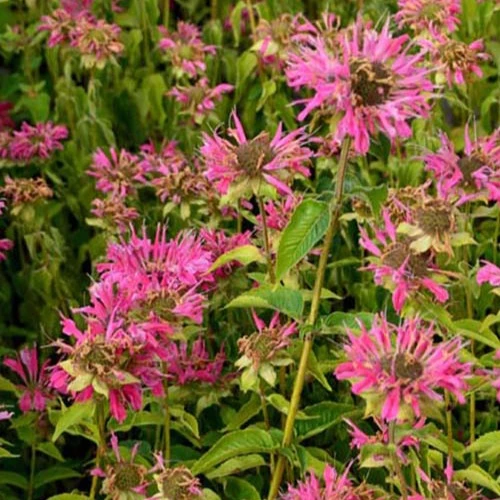 Indianernessel ‘Marshall’s Delight’